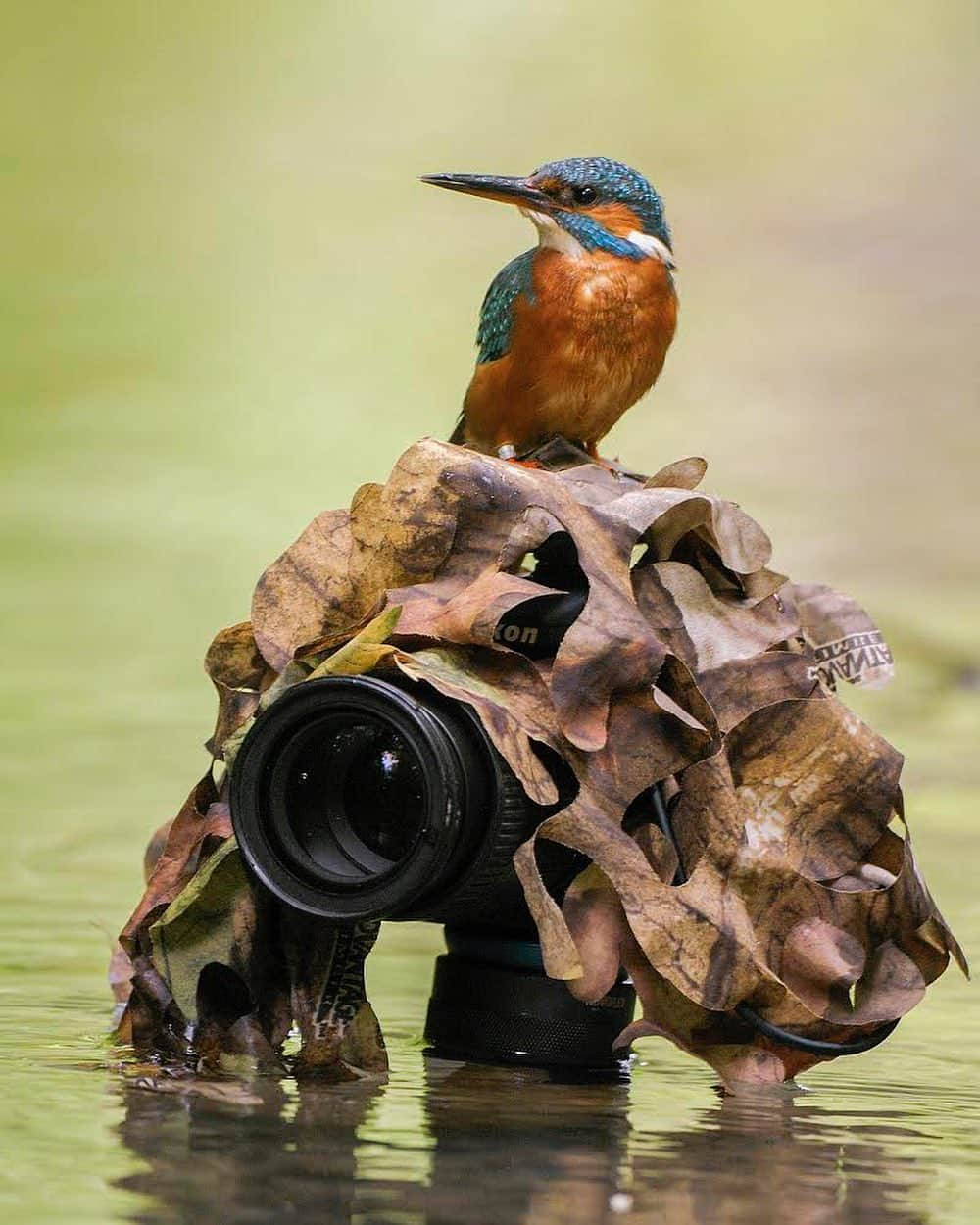 thephotosocietyさんのインスタグラム写真 - (thephotosocietyInstagram)「Photo by @klausnigge European kingfisher, Germany. This is not really what I had in mind. I had set up my remote-controlled camera low above the water level to take pictures of a kingfisher that occasionally had been sitting on a small stone in the creek. In the end, however, he clearly liked the camera as a seat much better than his favorite stone ...  #europeankingfisher #kingfisher #thephotosociety」11月24日 8時04分 - thephotosociety