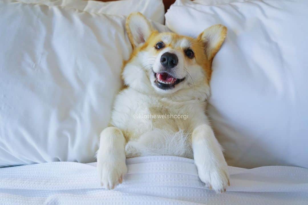 Liloのインスタグラム：「What my work from home life really means... and some of yours too woof! #wfm」