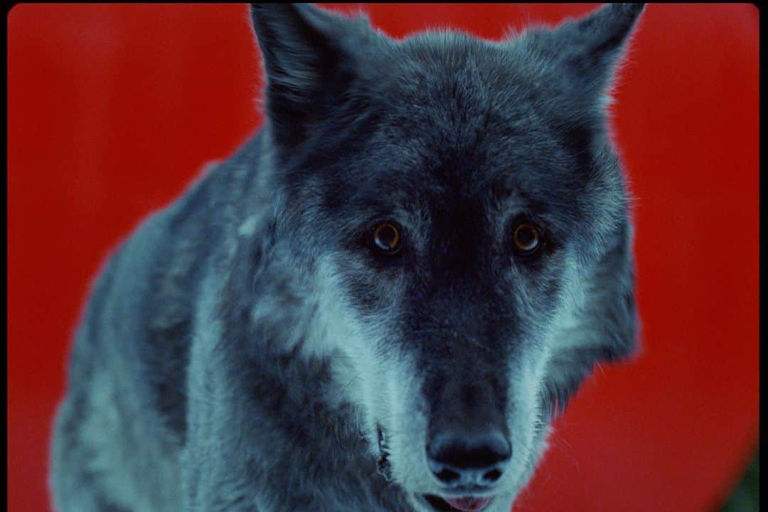 ビッグ・ショーンさんのインスタグラム写真 - (ビッグ・ショーンInstagram)「Wolves video hit different 🐺🐺🐺  U think this my best video so far or na? 🤯🐺🌍🌹💪🏾」11月24日 8時18分 - bigsean