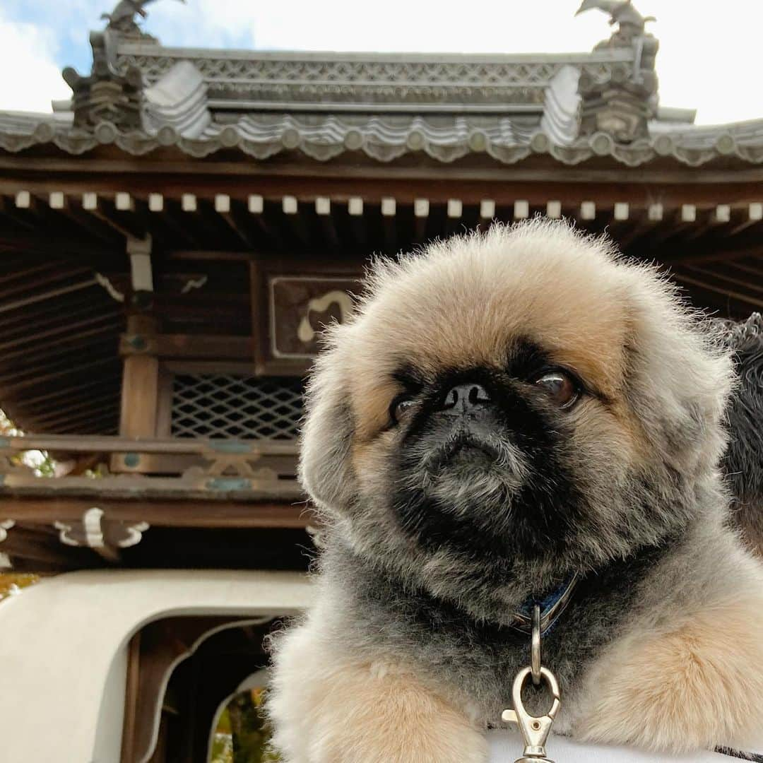 いぶそらさんのインスタグラム写真 - (いぶそらInstagram)「#goodmorning  #浮卸堂  #延暦寺  #ビワドッグ  #worldheritage ※ 滋賀県を目指して行ってきました🚙 行きは、車中泊しながら😅 世界遺産の延暦寺とても素晴らしかった😍そして、広すぎる😅 とくに、根本中堂の中は、歴史を感じました😌建物の中は、ワンコNGなので、パパと交代で見ました❣️いぶきも、大人しく待っていてくれて、助かった〜😆 全て見る事は出来なかったけど、いぶきとここに来れて良かった🧡  2日目は、ビワドッグさんにお泊まりしました😊お食事が、和風の創作料理みたいな感じで、今までの和風のお料理と少し違くて美味しかった😋ご馳走様でした🍽」11月24日 8時21分 - ku_ibusora