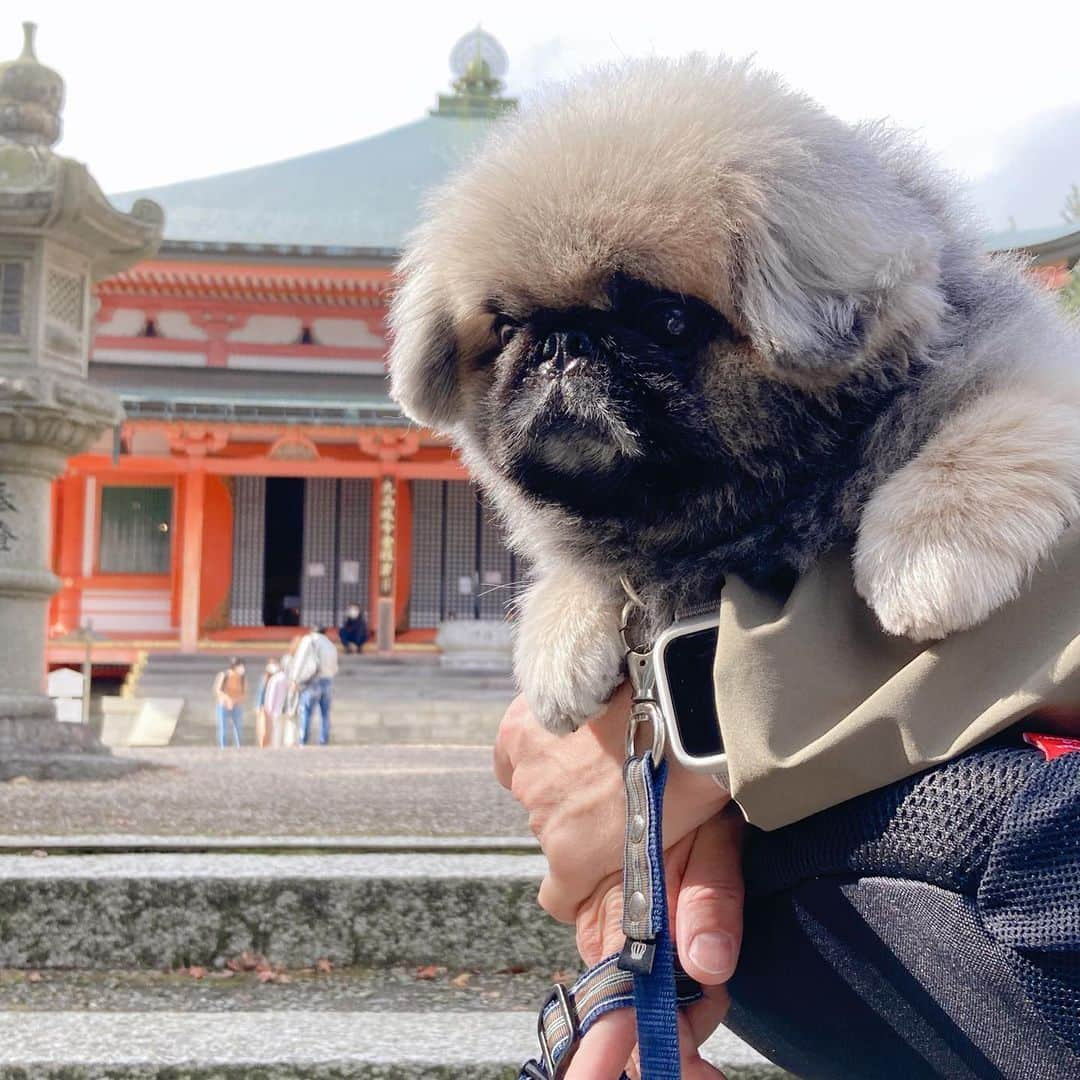 いぶそらさんのインスタグラム写真 - (いぶそらInstagram)「#goodmorning  #浮卸堂  #延暦寺  #ビワドッグ  #worldheritage ※ 滋賀県を目指して行ってきました🚙 行きは、車中泊しながら😅 世界遺産の延暦寺とても素晴らしかった😍そして、広すぎる😅 とくに、根本中堂の中は、歴史を感じました😌建物の中は、ワンコNGなので、パパと交代で見ました❣️いぶきも、大人しく待っていてくれて、助かった〜😆 全て見る事は出来なかったけど、いぶきとここに来れて良かった🧡  2日目は、ビワドッグさんにお泊まりしました😊お食事が、和風の創作料理みたいな感じで、今までの和風のお料理と少し違くて美味しかった😋ご馳走様でした🍽」11月24日 8時21分 - ku_ibusora