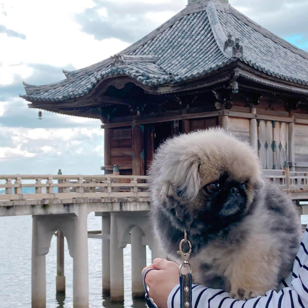 いぶそらさんのインスタグラム写真 - (いぶそらInstagram)「#goodmorning  #浮卸堂  #延暦寺  #ビワドッグ  #worldheritage ※ 滋賀県を目指して行ってきました🚙 行きは、車中泊しながら😅 世界遺産の延暦寺とても素晴らしかった😍そして、広すぎる😅 とくに、根本中堂の中は、歴史を感じました😌建物の中は、ワンコNGなので、パパと交代で見ました❣️いぶきも、大人しく待っていてくれて、助かった〜😆 全て見る事は出来なかったけど、いぶきとここに来れて良かった🧡  2日目は、ビワドッグさんにお泊まりしました😊お食事が、和風の創作料理みたいな感じで、今までの和風のお料理と少し違くて美味しかった😋ご馳走様でした🍽」11月24日 8時21分 - ku_ibusora