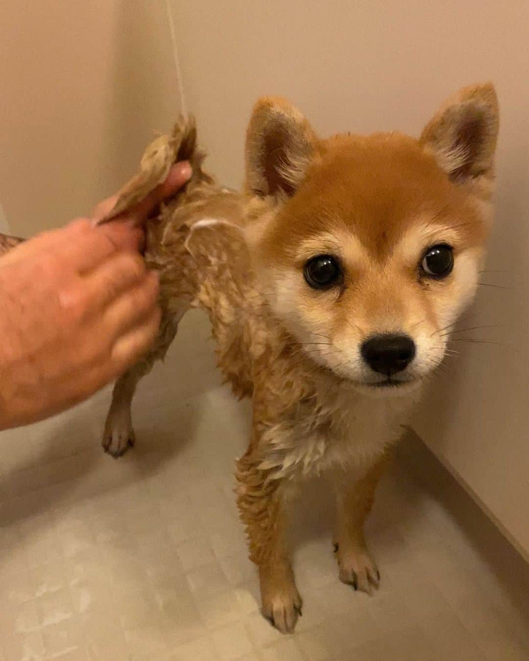 豆柴にこちゃんさんのインスタグラム写真 - (豆柴にこちゃんInstagram)「🐶🛀 おはよー たま、はじめてのお風呂。 （ペットショップで一度入ってるから 厳密にははじめてじゃないけど）  濡れると細っ！  プルプル震えてたし、 エアかきかきもしなかったけど、 思ったより暴れなかった😆  おやつ食べながらがんばりました。  ぬいぐるみ濡らしてる気分だったよー🤣  #柴犬#豆柴#pecoいぬ部#犬#shibastagram#petstagram#犬#犬のいる暮らし#shibainu#dog#mameshiba#pecotv#いぬのきもち部#しばいぬ#しばけん#こいぬ#シバイヌ#狗#ペット#子犬#puppy#pet#시바견#강아지#개#instacute#barked#9gag#9gagpets」11月24日 8時32分 - nikochan.mame48