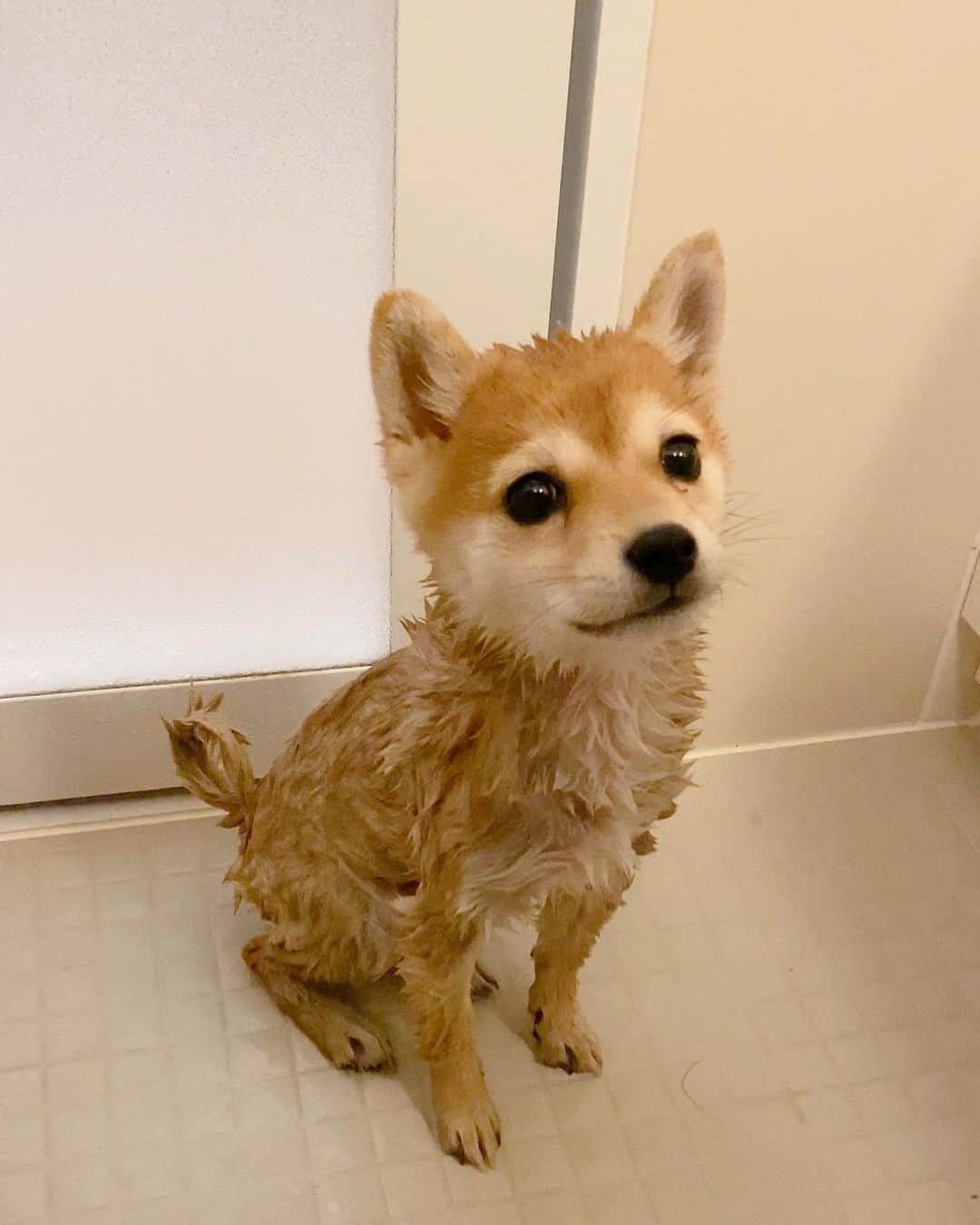 豆柴にこちゃんさんのインスタグラム写真 - (豆柴にこちゃんInstagram)「🐶🛀 おはよー たま、はじめてのお風呂。 （ペットショップで一度入ってるから 厳密にははじめてじゃないけど）  濡れると細っ！  プルプル震えてたし、 エアかきかきもしなかったけど、 思ったより暴れなかった😆  おやつ食べながらがんばりました。  ぬいぐるみ濡らしてる気分だったよー🤣  #柴犬#豆柴#pecoいぬ部#犬#shibastagram#petstagram#犬#犬のいる暮らし#shibainu#dog#mameshiba#pecotv#いぬのきもち部#しばいぬ#しばけん#こいぬ#シバイヌ#狗#ペット#子犬#puppy#pet#시바견#강아지#개#instacute#barked#9gag#9gagpets」11月24日 8時32分 - nikochan.mame48