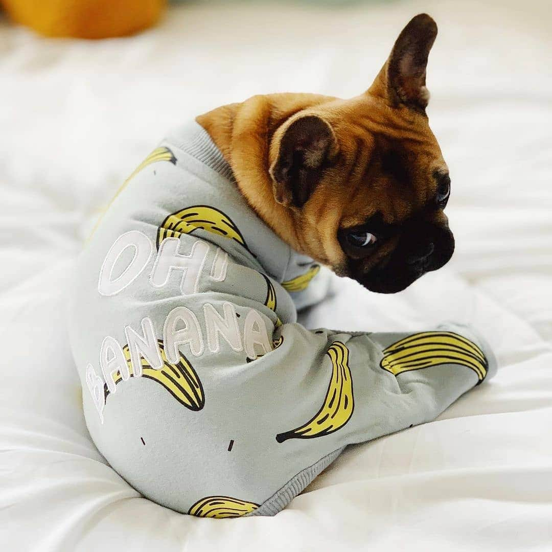 French Bulldogさんのインスタグラム写真 - (French BulldogInstagram)「@bruno_bearrr 🧸🐻 is wearing Banana Pajamas by @frenchie.world 🍌🌍 Exclusive in @frenchie.world shop 🛍🛍🛍 👉 LINK IN BIO 🔝 . . . . . #frenchie #frenchies #französischebulldogge #frenchbulldog #frenchbulldogs #dog #dogsofinstagram #frenchieworld #bully #bulldog #bulldogfrances #フレンチブルドッグ #フレンチブルドッグ #フレブル #ワンコ #frenchiesgram #frenchbulldogsofinstagram #ilovemyfrenchie #batpig #buhi #squishyfacecrewbulldog」11月24日 8時43分 - frenchie.world