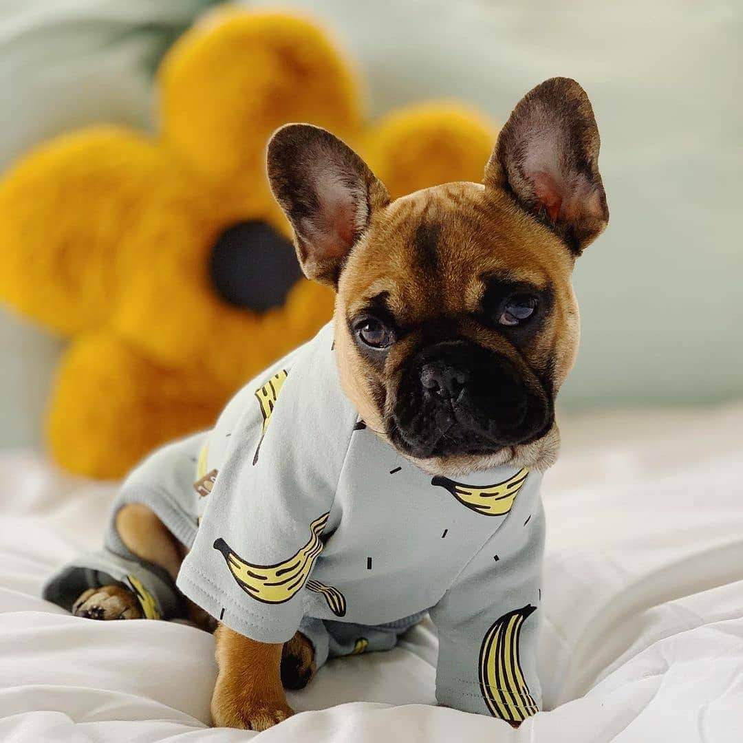 French Bulldogさんのインスタグラム写真 - (French BulldogInstagram)「@bruno_bearrr 🧸🐻 is wearing Banana Pajamas by @frenchie.world 🍌🌍 Exclusive in @frenchie.world shop 🛍🛍🛍 👉 LINK IN BIO 🔝 . . . . . #frenchie #frenchies #französischebulldogge #frenchbulldog #frenchbulldogs #dog #dogsofinstagram #frenchieworld #bully #bulldog #bulldogfrances #フレンチブルドッグ #フレンチブルドッグ #フレブル #ワンコ #frenchiesgram #frenchbulldogsofinstagram #ilovemyfrenchie #batpig #buhi #squishyfacecrewbulldog」11月24日 8時43分 - frenchie.world