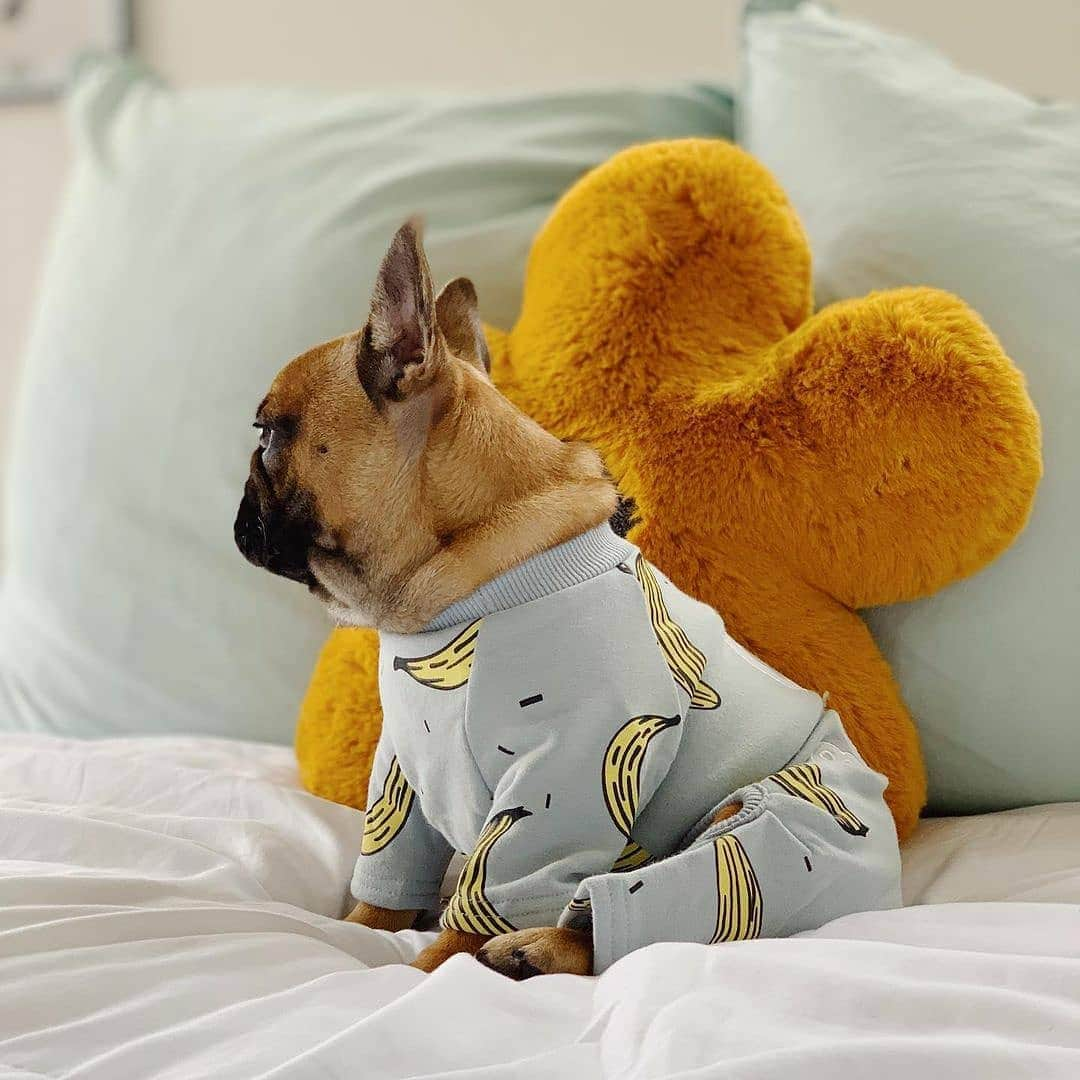 French Bulldogさんのインスタグラム写真 - (French BulldogInstagram)「@bruno_bearrr 🧸🐻 is wearing Banana Pajamas by @frenchie.world 🍌🌍 Exclusive in @frenchie.world shop 🛍🛍🛍 👉 LINK IN BIO 🔝 . . . . . #frenchie #frenchies #französischebulldogge #frenchbulldog #frenchbulldogs #dog #dogsofinstagram #frenchieworld #bully #bulldog #bulldogfrances #フレンチブルドッグ #フレンチブルドッグ #フレブル #ワンコ #frenchiesgram #frenchbulldogsofinstagram #ilovemyfrenchie #batpig #buhi #squishyfacecrewbulldog」11月24日 8時43分 - frenchie.world