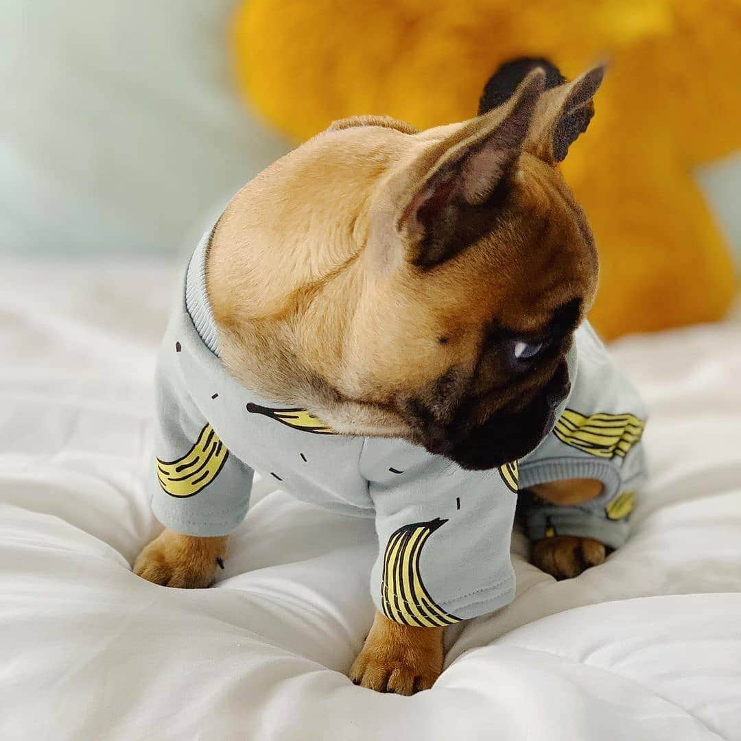 French Bulldogさんのインスタグラム写真 - (French BulldogInstagram)「@bruno_bearrr 🧸🐻 is wearing Banana Pajamas by @frenchie.world 🍌🌍 Exclusive in @frenchie.world shop 🛍🛍🛍 👉 LINK IN BIO 🔝 . . . . . #frenchie #frenchies #französischebulldogge #frenchbulldog #frenchbulldogs #dog #dogsofinstagram #frenchieworld #bully #bulldog #bulldogfrances #フレンチブルドッグ #フレンチブルドッグ #フレブル #ワンコ #frenchiesgram #frenchbulldogsofinstagram #ilovemyfrenchie #batpig #buhi #squishyfacecrewbulldog」11月24日 8時43分 - frenchie.world