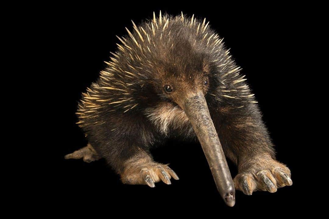 Joel Sartoreさんのインスタグラム写真 - (Joel SartoreInstagram)「While the snout of the eastern long-beaked echidna may look funny, it is perfectly designed to help the echidna consume its favorite food - earthworms! Before eating an earthworm, the echidna will position it so that it goes front first into the snout. Then, using its powerful,spiky tongue, the creature will latch onto the worm and pull it into its mouth. Now found only in New Guinea, researchers believe the species was once also prevalent in Australia and Tasmania, but the decreased presence of earthworms as the result of climate change likely led to their eventual disappearance. Photo taken @jatimparkdua. #echidna #longsnout #longbeak #spiky #earthworms #PhotoArk #savetogether」11月24日 0時01分 - joelsartore