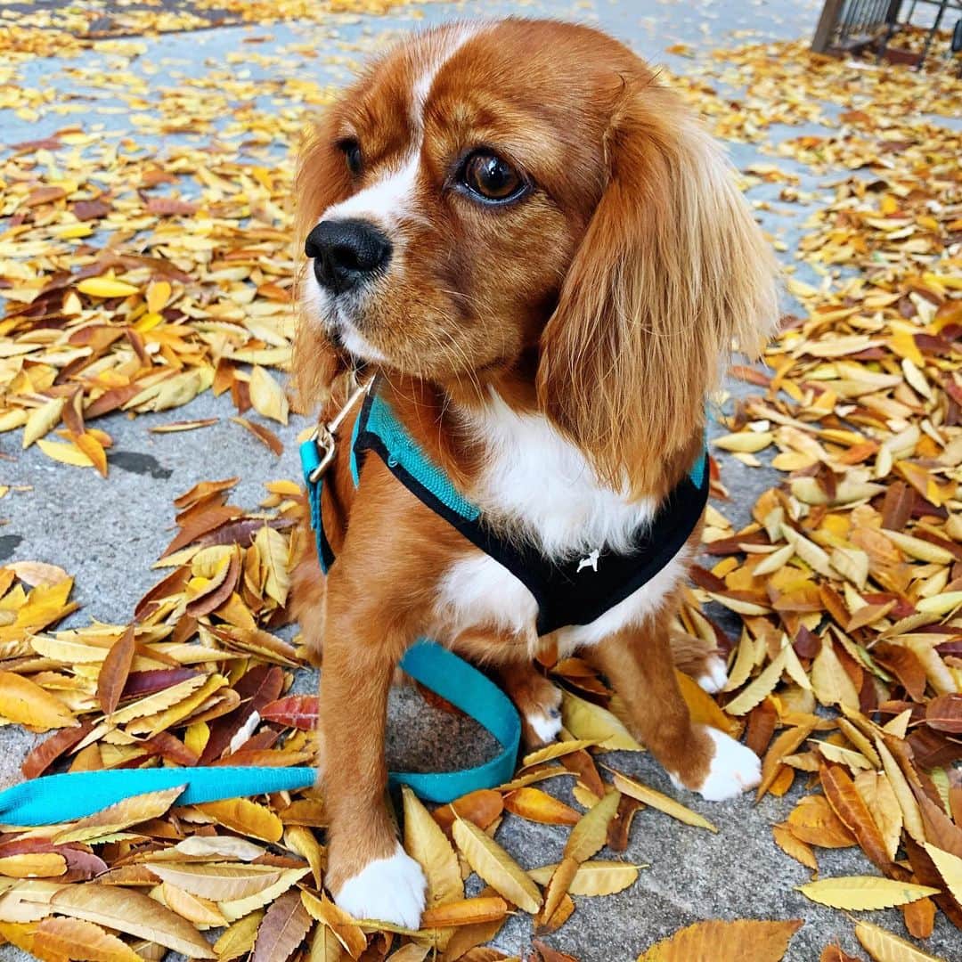 Ilana Wilesさんのインスタグラム写真 - (Ilana WilesInstagram)「I think Fall is Frankie’s season 🍂 Sidenote: How do you get your dog to stop eating leaves??? #queenfrankiecavalier #kingcharlescavalier」11月24日 0時08分 - mommyshorts