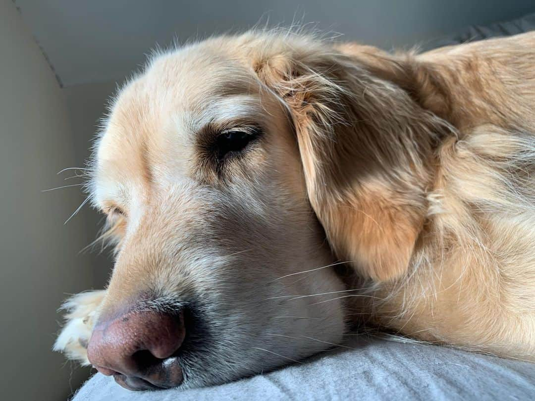 モヒートさんのインスタグラム写真 - (モヒートInstagram)「Mom said my face is getting more and more white #sugarface 😭 do you still think I’m cute?   #seniordogsofinstagram #seniordog #goldenretriever #goodmorning #ratemydog #dogmom #doggo #goldensofinstagram #goldenretrieversofinstagram #dogoftheday #dogsofinstagram #sleepy #cleveland #dogsofcleveland」11月24日 0時04分 - mojito_rose_family