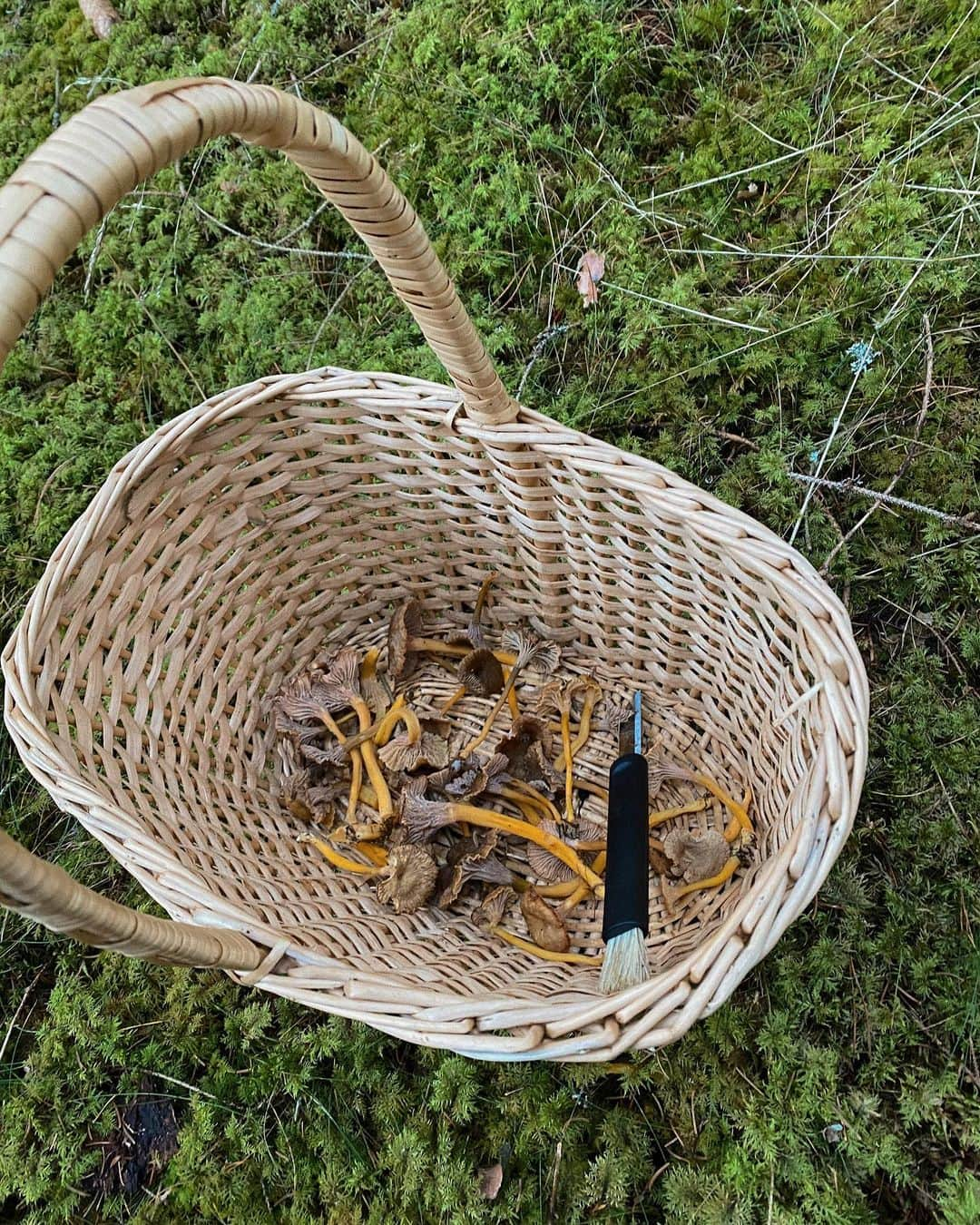 アンジェリカ・ブリックさんのインスタグラム写真 - (アンジェリカ・ブリックInstagram)「Went out mushroom picking the other day with Jessica 🤍 Jessica and I have known each other since we were 13 and she is one of my closest friends. We didn’t find a lot of mushrooms but we had a coffee and snacks ( white chocolate covered Oreos haha) break somewhere in the middle of it 🍄」11月24日 0時13分 - angelicablick