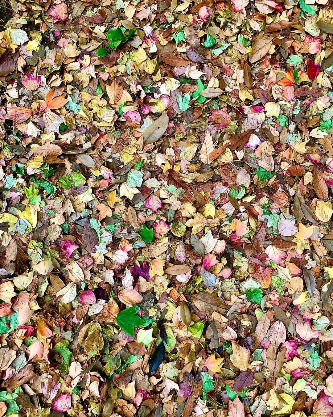 のインスタグラム：「🍂🍀🍁🍃🧚‍♀️✨ #秋 #autumn #falloftheleaf」