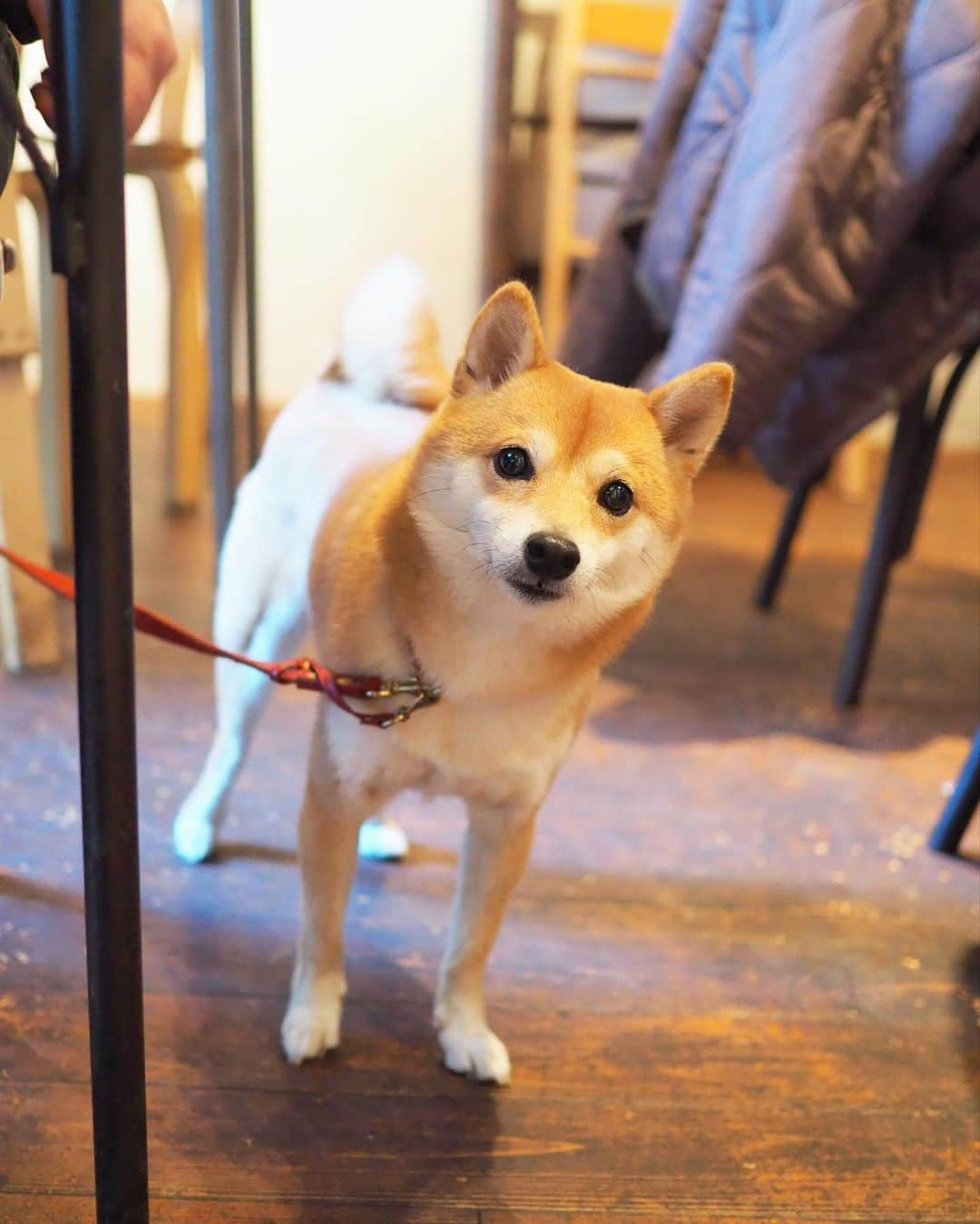 豆柴にこちゃんさんのインスタグラム写真 - (豆柴にこちゃんInstagram)「🐶 昨日、代々木公園の帰りに寄った、 ランチのお店。  はちくんに教えてもらったのだけど、 ごはんもケーキもおいしかった😊 @hachi_mameshiba  代々木だとアネアカフェか ボンダイカフェくらいしか知らなかったから レパートリー増えた❣️  客層が若い女子がほとんどで、 トムが俺の食える食べ物（がっつりしたもの） はあるかと気にしてたけど、 パスタ大盛りにして大満足してた😆 モンブランパイがおいしくて、 リピートしたいお店でした✨  でも、おじさんは完全に浮きます😂  そして今日全く同じおでかけコースを ごまみぃちゃん、リリちゃん、とのくん が巡ってた🤣 偶然会いたかったなぁ 一日ずらせばよかった〜😂  3枚目は後ろのお客さんが何かを床に落として 探してるのをたまが手伝ってるところ。  9枚目のサラダの写真、 画角間違えて見切れた🤣  #柴犬#豆柴#pecoいぬ部#犬#shibastagram#petstagram#犬#犬のいる暮らし#shibainu#dog#mameshiba#pecotv#いぬのきもち部#しばいぬ#しばけん#こいぬ#シバイヌ#狗#ペット#子犬#puppy#pet#시바견#강아지#개#instacute#barked#9gag#9gagpets」11月24日 0時17分 - nikochan.mame48