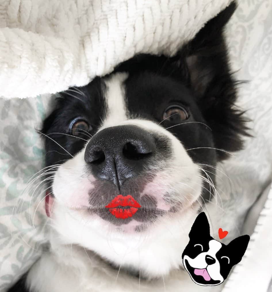 Jazzy Cooper Fostersさんのインスタグラム写真 - (Jazzy Cooper FostersInstagram)「Phoebe, why are you so derpy cute?🤡💋  Doesn’t she look like a Boston Terrier in this photo?」11月24日 0時32分 - bordernerd