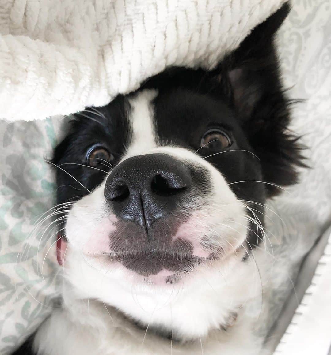 Jazzy Cooper Fostersさんのインスタグラム写真 - (Jazzy Cooper FostersInstagram)「Phoebe, why are you so derpy cute?🤡💋  Doesn’t she look like a Boston Terrier in this photo?」11月24日 0時32分 - bordernerd