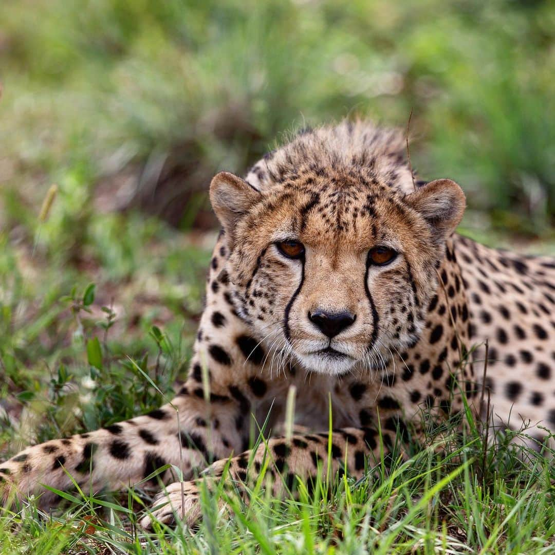 Kevin Richardson LionWhisperer さんのインスタグラム写真 - (Kevin Richardson LionWhisperer Instagram)「I’m extremely blessed to have spent a few hours with this cheetah and 2 others making up a coalition of 3 males in @dinokenggamereserve What’s really incredible is that they’re so relaxed now and really have no issue with me being there. Very different to how they were a year or so ago. They learn very quickly as to who’s a threat and who isn’t. They absolutely know the difference between vehicles and act accordingly. When approached by a vehicle they had a good experience with, they hardly bat an eyelid, however if approached by a new vehicle or one that’s been perceived as negative, they move off into the thick bush quickly. There is so much more going on inside wild animals’ heads than we sometimes like to believe. #cheetah #nature #naturephotography #bigcat #bigcatsofinstagram #dinokeng #kevinrichardsonfoundation #kevinrichardson #kevinrichardsonwildlifesanctuary #lionwhisperertv」11月24日 0時35分 - lionwhisperersa