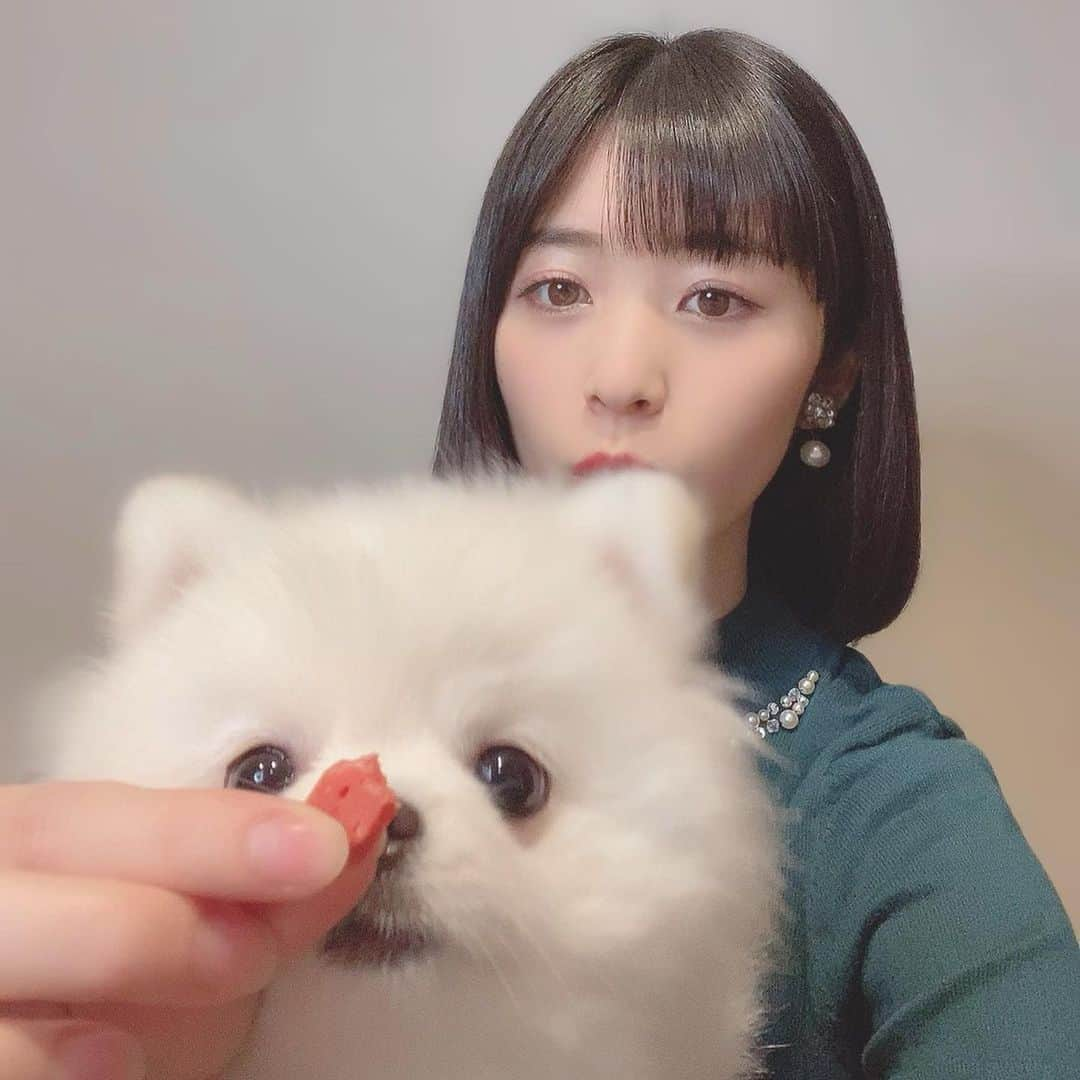 仙石みなみさんのインスタグラム写真 - (仙石みなみInstagram)「. 🍁 食べるなぎちゃん。笑 . #foru #thankyou #dog #pomeranian #ポメラニアン #いぬのいる暮らし」11月24日 0時36分 - sengoku_minami