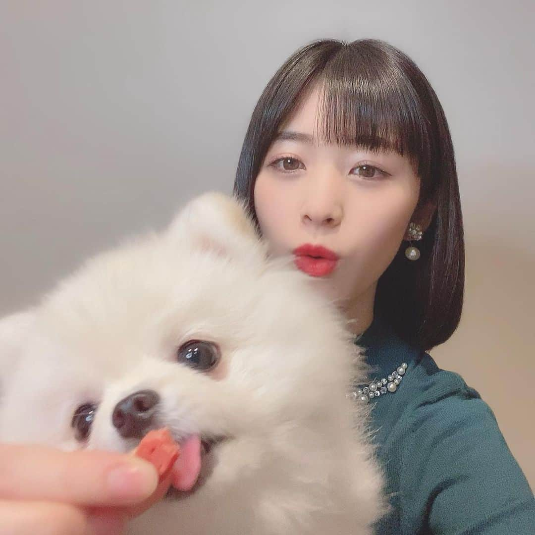 仙石みなみさんのインスタグラム写真 - (仙石みなみInstagram)「. 🍁 食べるなぎちゃん。笑 . #foru #thankyou #dog #pomeranian #ポメラニアン #いぬのいる暮らし」11月24日 0時36分 - sengoku_minami