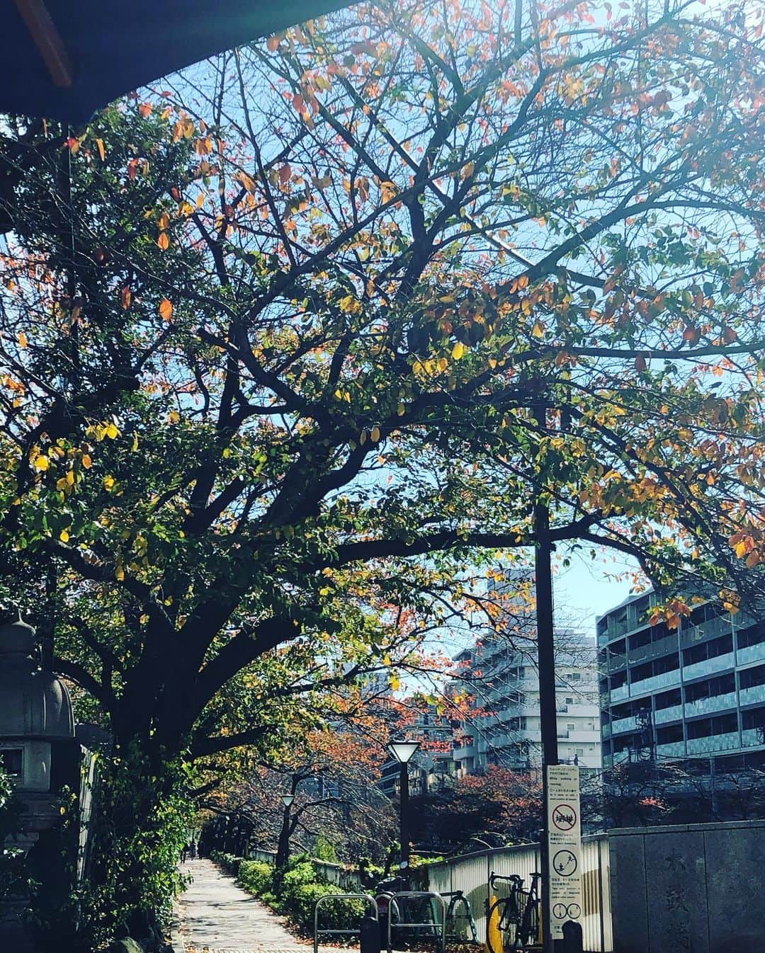 名越康文さんのインスタグラム写真 - (名越康文Instagram)「#屋外curry #屋外tandoori chicken」11月24日 0時37分 - nakoshiyasufumi