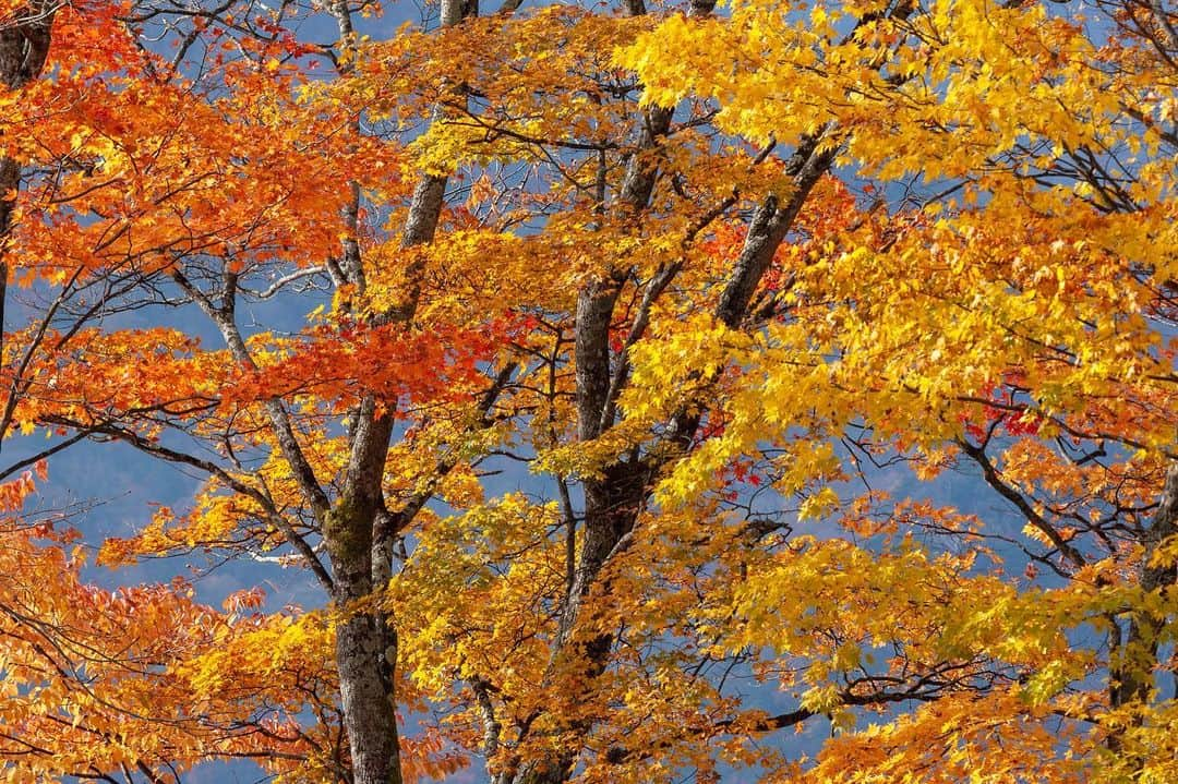 National Geographic Travelさんのインスタグラム写真 - (National Geographic TravelInstagram)「Photos by Michael Yamashita @yamashitaphoto / In autumn Nikko National Park's mountainous landscape in Tochigi, Japan, transforms into a painting of red and gold. The colors first arrive in the higher elevations in early October, descending into the valleys in mid to late October before reaching the town of Nikko in early November. The colors change as you work your way down from the top, as do the species of trees, showing off a kaleidoscope of colors. Autumn foliage (koyo) viewing is a serous pastime much like cherry blossom viewing in the spring. #Nikko #NikkoNationalPark #Japan #fallfoliage」11月24日 0時39分 - natgeotravel