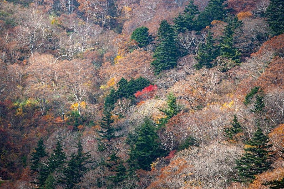 National Geographic Travelさんのインスタグラム写真 - (National Geographic TravelInstagram)「Photos by Michael Yamashita @yamashitaphoto / In autumn Nikko National Park's mountainous landscape in Tochigi, Japan, transforms into a painting of red and gold. The colors first arrive in the higher elevations in early October, descending into the valleys in mid to late October before reaching the town of Nikko in early November. The colors change as you work your way down from the top, as do the species of trees, showing off a kaleidoscope of colors. Autumn foliage (koyo) viewing is a serous pastime much like cherry blossom viewing in the spring. #Nikko #NikkoNationalPark #Japan #fallfoliage」11月24日 0時39分 - natgeotravel