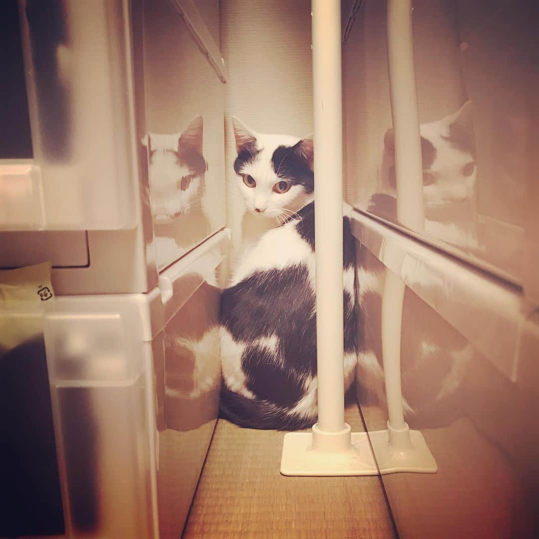 のインスタグラム：「なぜそこに？  #cat #gato #猫 #ネコ #ねこ #ねこすたぐらむ」