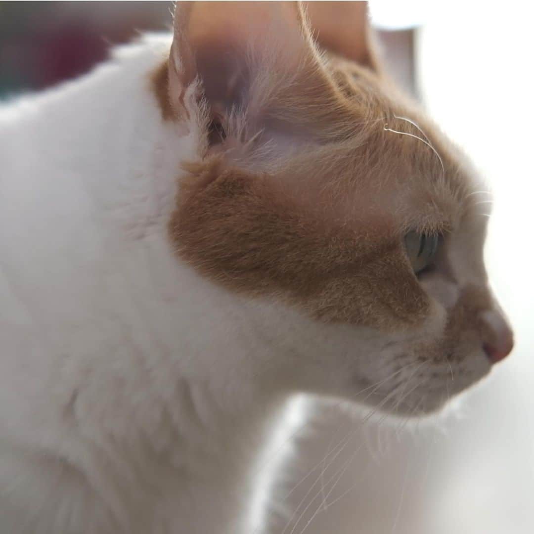 合田経郎のインスタグラム：「猫の横顔」