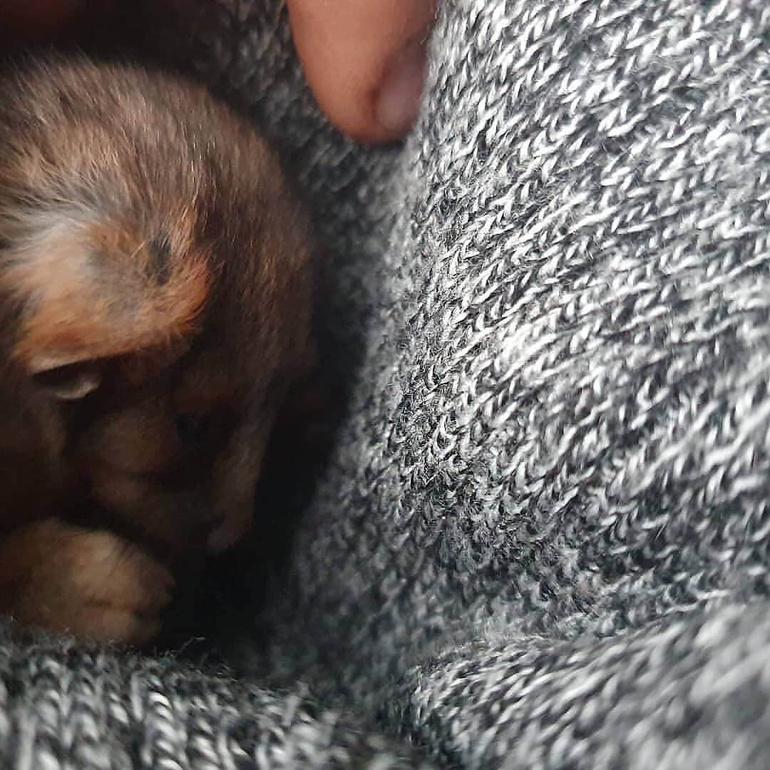 animalsさんのインスタグラム写真 - (animalsInstagram)「Baby ringtail possum rescued by a farmer from the Australian bushfires last year 💔 TAG someone who needs to see this ❤️ Courtesy of: @stornoway_fires Follow us on Tik Tok.. Link in bio 🙂」11月24日 1時00分 - babyanmlpics