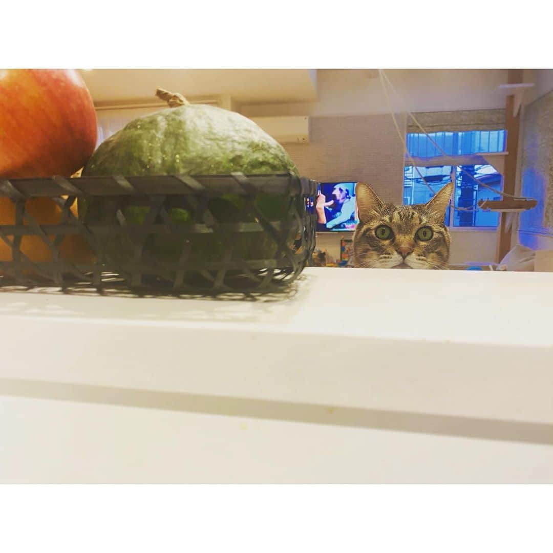 のインスタグラム：「いつもみーてーるよーー  #guru_guru_guruli  #goodnight 🌙」