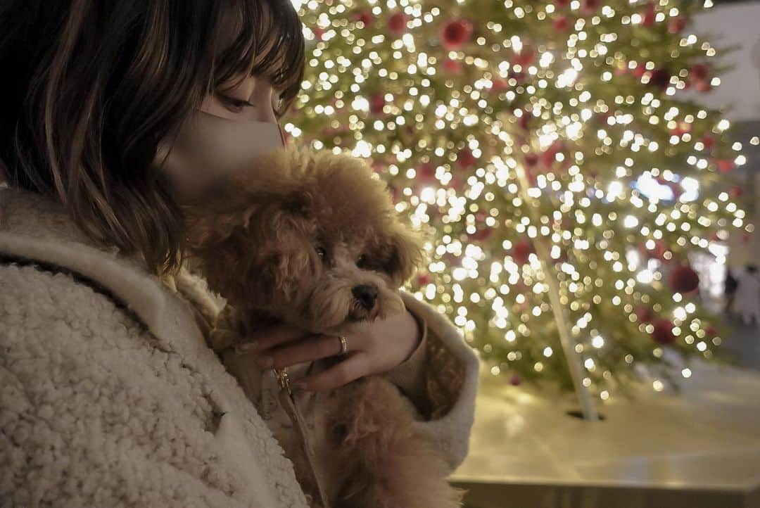 仲村美香さんのインスタグラム写真 - (仲村美香Instagram)「クリスマスツリー🎄🎅 なんだかあっという間に 時間が過ぎていく…😂❤️ ・ ・ ・ ・ 　#Grammy #dog #grammydog #トイプードル #ティーカッププードル #poodle#わんこのいる生活#クリスマスツリー#ツリー#🎄」11月24日 1時02分 - mikapu0519
