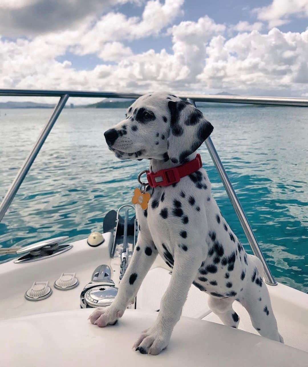 High Life Magazineのインスタグラム：「King of the sea 😍🐶 Tag a dog lover @thehighlife.inc」