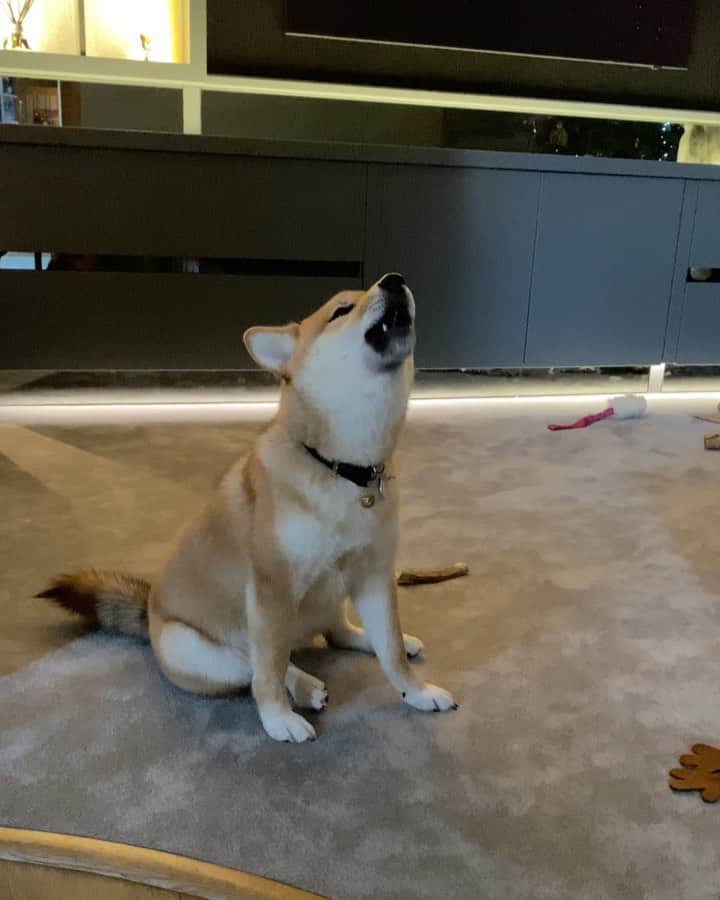 オリー・マーズのインスタグラム：「Not sure if missy takes after me or Amelia.. 🤣👏🏻😭🐕 #tonedeaf」