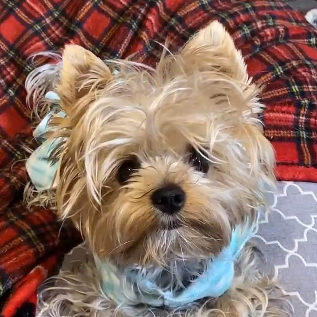 さんのインスタグラム写真 - (Instagram)「Allie 💭 I woke up like this! 🤤🙈🤭 #MessyHairDontCare #IWokeUpLikeThis #MessyHairStyle #BedHair」11月24日 2時06分 - happyyorkiefamily