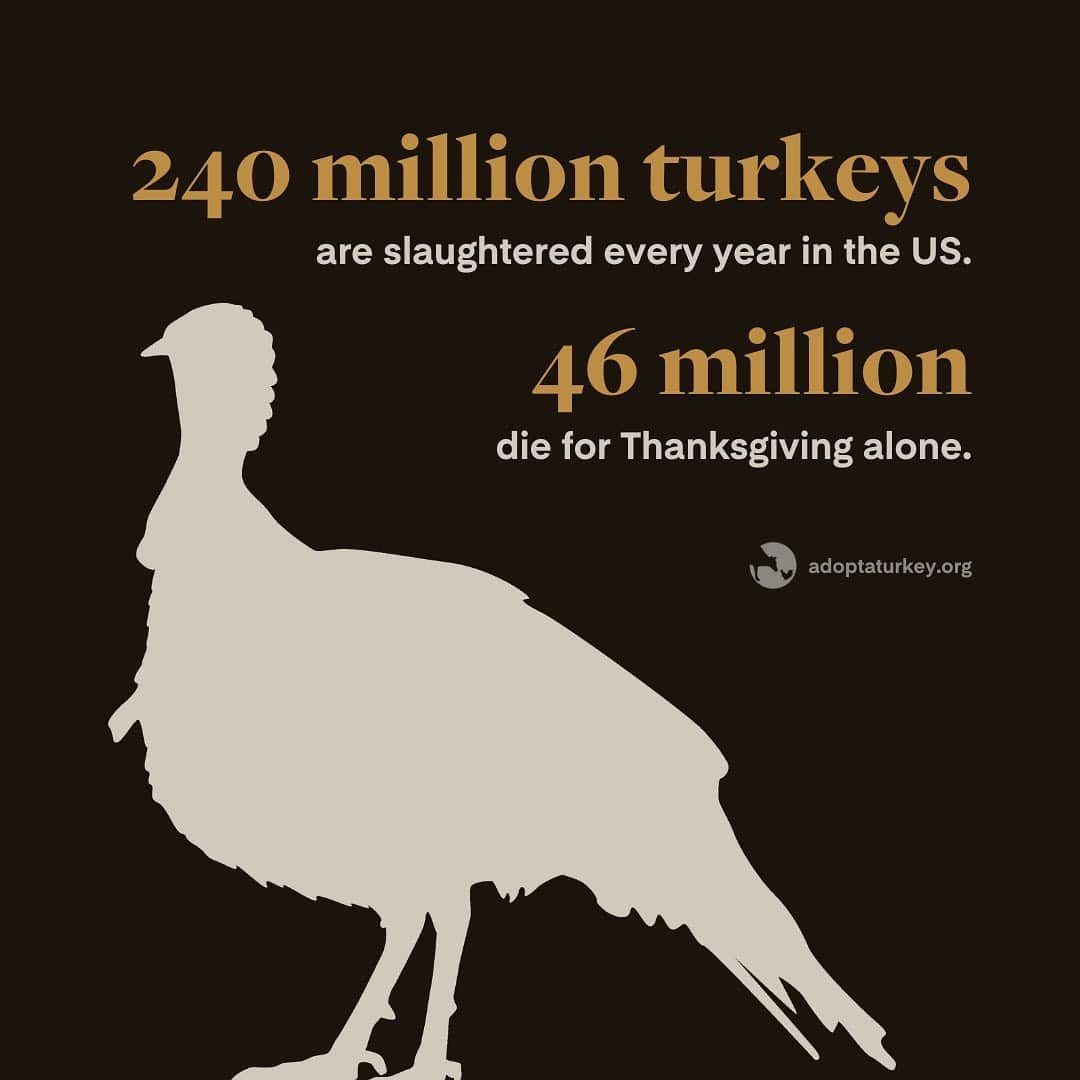 メイム・ビアリクさんのインスタグラム写真 - (メイム・ビアリクInstagram)「Adopt a Turkey this Thanksgiving!!! Since 1986, @FarmSanctuary’s Adopt a Turkey Project has reached millions of people with a message of compassion for these wonderful birds. Save a life this Thanksgiving by sponsoring one of their rescued turkeys. Swipe left to learn more!! www.adoptaturkey.org」11月24日 2時13分 - missmayim