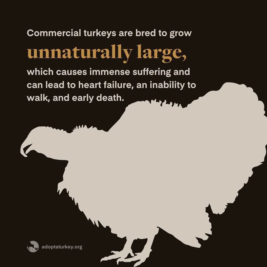 メイム・ビアリクさんのインスタグラム写真 - (メイム・ビアリクInstagram)「Adopt a Turkey this Thanksgiving!!! Since 1986, @FarmSanctuary’s Adopt a Turkey Project has reached millions of people with a message of compassion for these wonderful birds. Save a life this Thanksgiving by sponsoring one of their rescued turkeys. Swipe left to learn more!! www.adoptaturkey.org」11月24日 2時13分 - missmayim