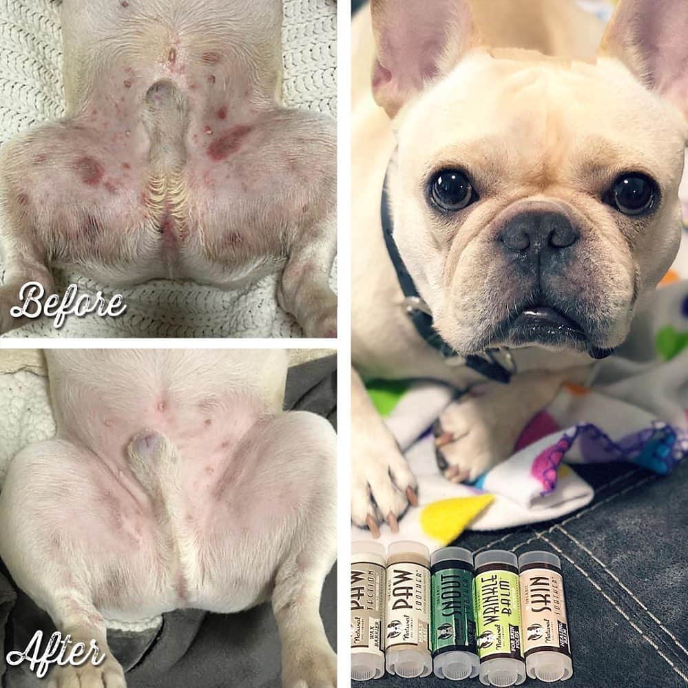 Regeneratti&Oliveira Kennelのインスタグラム：「Itchy dogs need this. If your dog is constantly chewing their paws, dealing with allergies and/or hot spots - try #SkinSoother. People all over the world swear by this balm because it tends to work when nothing else does. No prescription drugs, no harmful side effects…just 100% natural, pet-safe ingredients. Double up the support and check out their Skin & Coat Supplements!  .  ⭐ SAVE 20% off @naturaldogcompany with code JMARCOZ at NaturalDog.com  worldwide shipping  . . . . . . #frenchiepetsupply #frenchiesofinsta #pugsofinsta #frenchbulldog #frenchiesofinstagram #pug #frenchies #reversibleharness #frenchiehoodie #thedodo #frenchieharness #dogclothes #dogharness #frenchiegram #dogsbeingbasic #frenchieoftheday #instafrenchie #bulldogs #dogstagram #frenchievideo #cutepetclub #bestwoof #frenchies1 #ruffpost #bostonterrier #bostonsofig #animalonearth #dog」