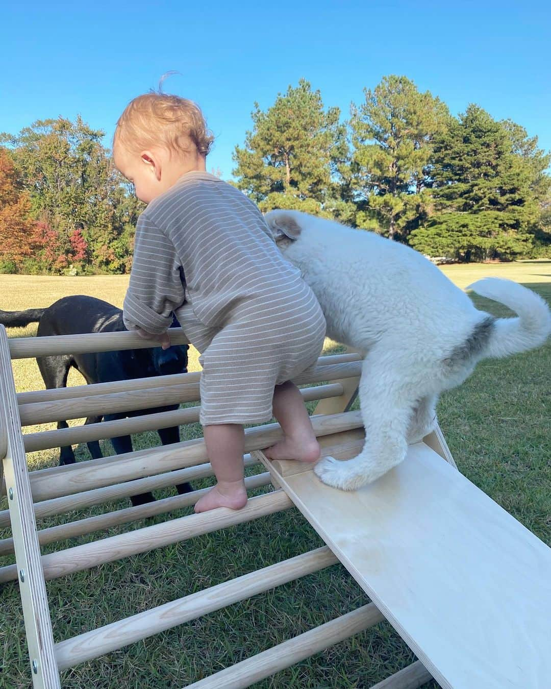 コリー・ロバートソンさんのインスタグラム写真 - (コリー・ロバートソンInstagram)「Meet the newest member of our fam 😍 #edward   Pics 1 & 2 @realwilliebosshog and I picking him up from the airport (we found him through a friend who was fostering him in another state) 🤗 (also I have no idea where I’m looking in this selfie pic, but it’s the memory, so posting anyway, ha!)  Pic 3 we surprised @willrob.jr for his birthday, it was so much fun! (he’s always wanted a big dog and this little guy is great pyrenese and husky mix, he’s going to be big!) 🎉  Pic 3 - his legs are getting so long and he sleeps everywhere so I feel like we have a middle schooler in the house again 😄  Pic 4 puppies and babies are the cutest! Edward and Shep learning a new skill together 😂」11月24日 3時21分 - bosshogswife