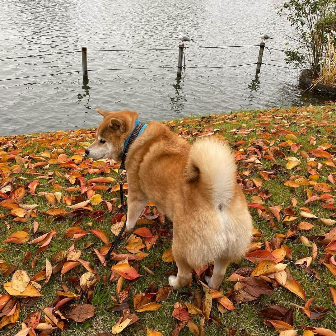 まる（まるたろう）さんのインスタグラム写真 - (まる（まるたろう）Instagram)「There was something dropped.. ✨🐶🍂✨なんか落ちてるね〜 #栗かな #桃かな #モンブランかな #秋っていいよね #お尻ばっかり見ないでね」11月24日 9時15分 - marutaro