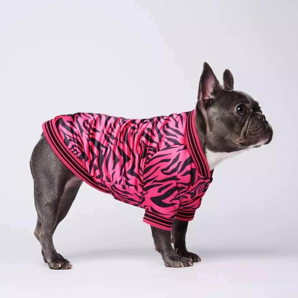 French Bulldogさんのインスタグラム写真 - (French BulldogInstagram)「Best French Bulldog Jackets 💕💕💕 Exclusive in @frenchie.world shop 🛍🛍🛍 👉 LINK IN BIO 🔝 . . . . . #frenchie #frenchies #französischebulldogge #frenchbulldog #frenchbulldogs #dog #dogsofinstagram #frenchieworld #bully #bulldog #bulldogfrances #フレンチブルドッグ #フレンチブルドッグ #フレブル #ワンコ #frenchiesgram #frenchbulldogsofinstagram #ilovemyfrenchie #batpig #buhi #squishyfacecrewbulldog」11月24日 3時56分 - frenchie.world
