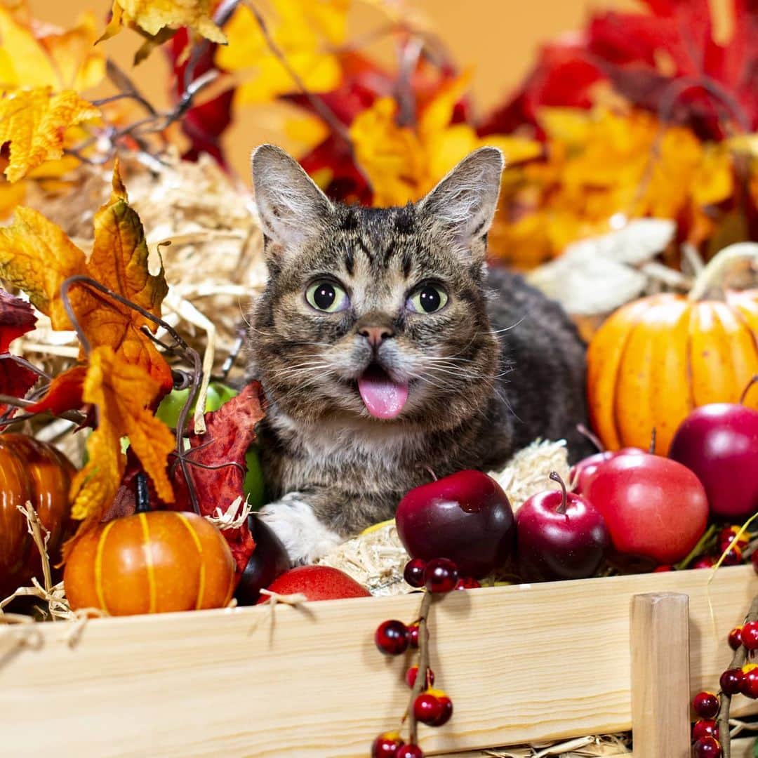 Lil BUBさんのインスタグラム写真 - (Lil BUBInstagram)「Forever thankful for BUB,  the greatest living thing to ever get pulled in an autumnally-themed wagon. #bestjobbub #comeback! #lilbub」11月24日 3時59分 - iamlilbub
