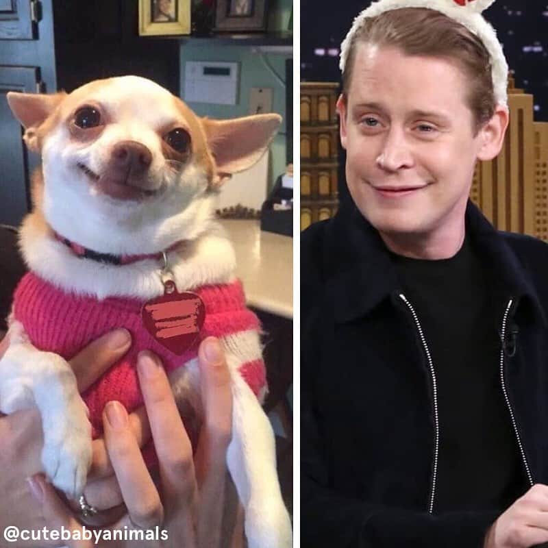 BarkBoxさんのインスタグラム写真 - (BarkBoxInstagram)「KEVIIIIIIIIN- i mean, MACAULAAAAAAAY! Listen, all we wanna do is send Macaulay Culkin our Home Alone box. That's all. No post. No monie$ (i have no monies). Just PURE. MILLENIAL. RESPECT. For a dude who shaped our childhoods. ⁠⠀ ⁠⠀ SO IN TRUE BARK FASHION here are 5 dogs who look like @culkamania. Maybe this will get his attention. (Macaulay, should we just DM u? 🥺 We want ur dogs to do a number on the Wet Bandits. Like their dad 💗)」11月24日 5時57分 - barkbox