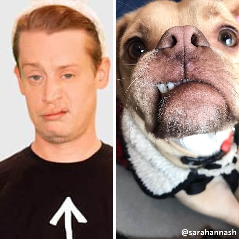 BarkBoxのインスタグラム：「KEVIIIIIIIIN- i mean, MACAULAAAAAAAY! Listen, all we wanna do is send Macaulay Culkin our Home Alone box. That's all. No post. No monie$ (i have no monies). Just PURE. MILLENIAL. RESPECT. For a dude who shaped our childhoods. ⁠⠀ ⁠⠀ SO IN TRUE BARK FASHION here are 5 dogs who look like @culkamania. Maybe this will get his attention. (Macaulay, should we just DM u? 🥺 We want ur dogs to do a number on the Wet Bandits. Like their dad 💗)」
