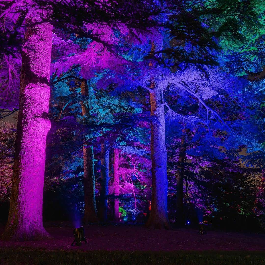 ニューヨーク植物園のインスタグラム：「Our all-new outdoor experience is nearly here, soon to illuminate NYBG's landmark landscape after dark with a glowing world of color and light. ✨ . Tickets to NYBG GLOW—kicking off this Friday, November 27—are very limited and selling out fast. Hit the link in our bio to secure yours, and join us for these lively nights that also include artistic ice sculpting, music, pop-up dance performances, and more. . #plantlove #NYBGglow」