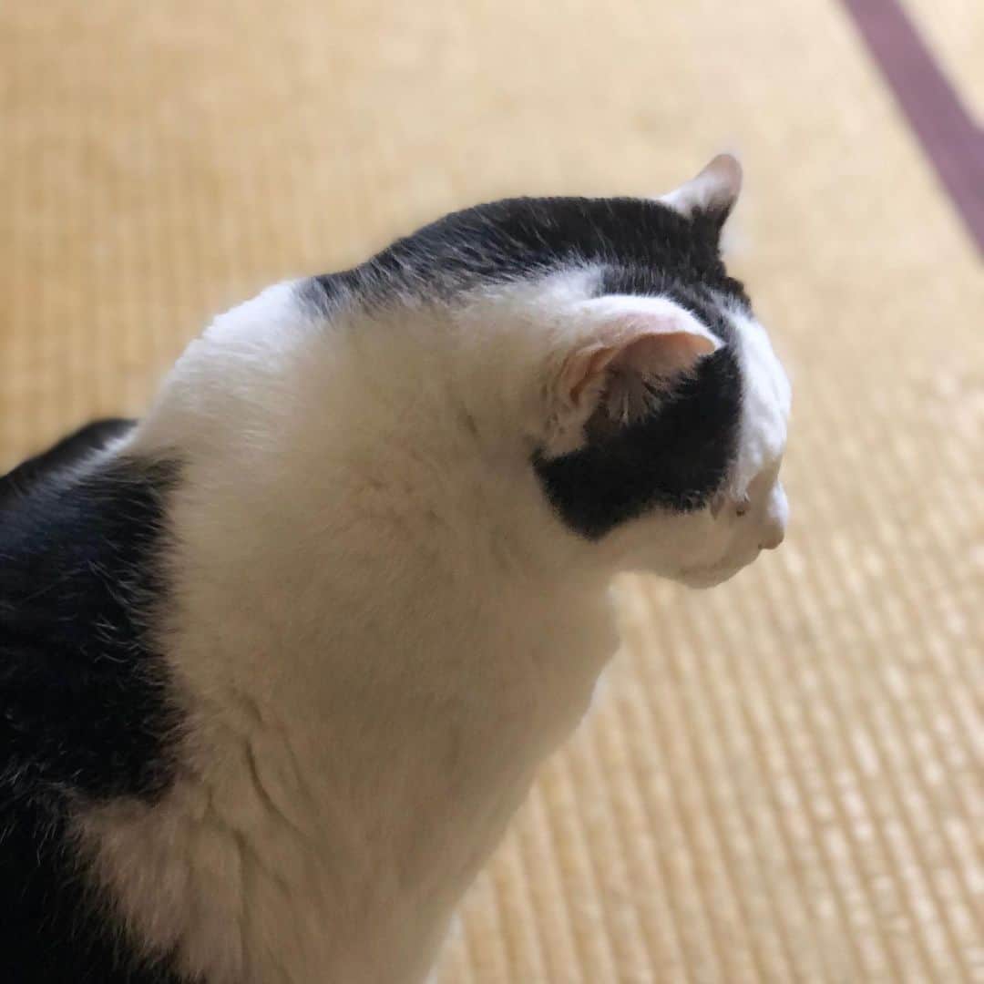 町田康のインスタグラム：「下北でライブしたら、」