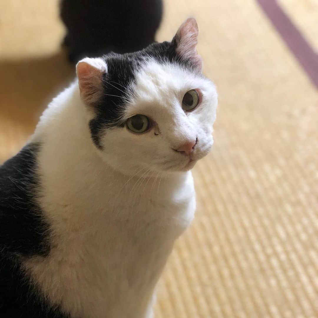 町田康のインスタグラム：「あかん。」
