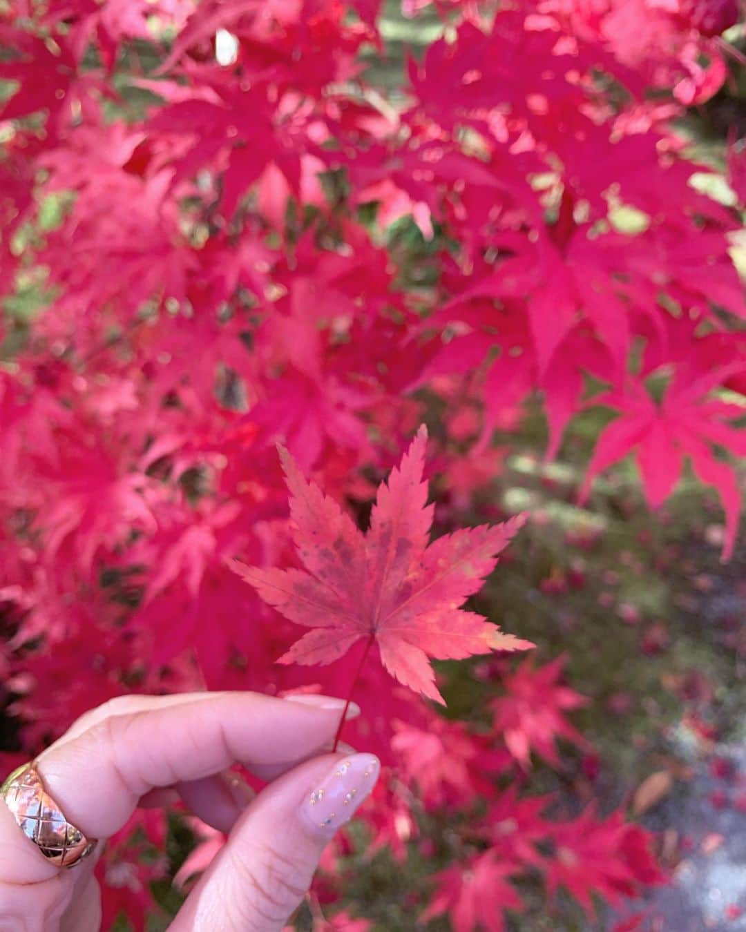 宮田綾子さんのインスタグラム写真 - (宮田綾子Instagram)「⁑ 永観堂も行ったよ、初めて🍁 かなり広くて見応えあるね！ お堂の中では阿弥陀像も見られて癒された〜 私はこの三連休じゃなくてもっと早く行ってたんだけど、ちょうど紅葉が緑から赤に変わる頃で色合いがとても好きな感じだったよ🍁  紅葉 京都旅の写真は残りあと1投稿です、いっぱいあった、笑 たくさん見てもらってありがとう！  #京都 #永観堂 #永観堂禅林寺 #京都観光 #京都旅行 #京都紅葉 #京都散策 #京都旅 #京都観光スポット #京都散歩 #京都デート #京都好きな人と繋がりたい #そうだ京都行こう #紅葉 #紅葉狩り #紅葉デート #紅葉スポット #けしからん風景 #ダレカニミセタイケシキ #ダレカニミセタイフウケイ #日本の絶景 #日本の風景 #wonderful_places #もみじ #国内旅行 #たびすたぐらむ #タビジョ #旅スタグラム #カメラ部 #絶景スポット   ___________________∞__________________  インスタコンサルティング 受付中 詳細は @ayako__miyata  プロフィールURLよりご覧ください﻿﻿﻿﻿ ___________________∞__________________」11月24日 7時10分 - ayako__miyata