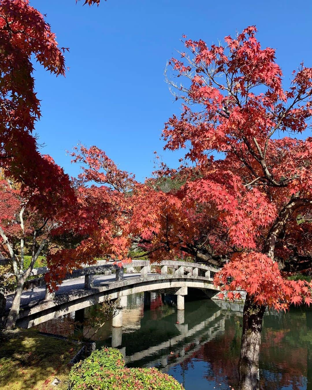 宮田綾子さんのインスタグラム写真 - (宮田綾子Instagram)「⁑ 永観堂も行ったよ、初めて🍁 かなり広くて見応えあるね！ お堂の中では阿弥陀像も見られて癒された〜 私はこの三連休じゃなくてもっと早く行ってたんだけど、ちょうど紅葉が緑から赤に変わる頃で色合いがとても好きな感じだったよ🍁  紅葉 京都旅の写真は残りあと1投稿です、いっぱいあった、笑 たくさん見てもらってありがとう！  #京都 #永観堂 #永観堂禅林寺 #京都観光 #京都旅行 #京都紅葉 #京都散策 #京都旅 #京都観光スポット #京都散歩 #京都デート #京都好きな人と繋がりたい #そうだ京都行こう #紅葉 #紅葉狩り #紅葉デート #紅葉スポット #けしからん風景 #ダレカニミセタイケシキ #ダレカニミセタイフウケイ #日本の絶景 #日本の風景 #wonderful_places #もみじ #国内旅行 #たびすたぐらむ #タビジョ #旅スタグラム #カメラ部 #絶景スポット   ___________________∞__________________  インスタコンサルティング 受付中 詳細は @ayako__miyata  プロフィールURLよりご覧ください﻿﻿﻿﻿ ___________________∞__________________」11月24日 7時10分 - ayako__miyata