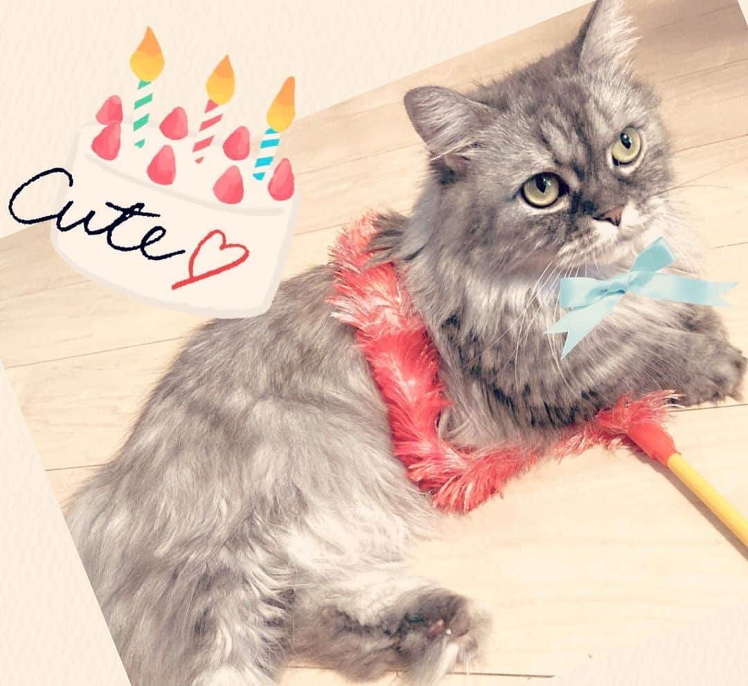 藤原ゆかのインスタグラム：「ムーちゃん６才の誕生日おめでとう🎉🍰🐈💖 #munchkin #マンチカン短足」