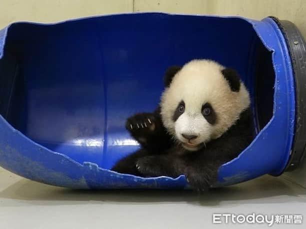 iPandaさんのインスタグラム写真 - (iPandaInstagram)「Yuan Bao, the giant panda born at Taipei Zoo, is nearly five months old. Now, her physical strength and mobility improve significantly, and she shows full curiosity and spirit of adventure. This naughty girl either exlores the playground or falls asleep in the blue basket. Her mum, Yuan Yuan shows no worry about it, probably knowing her nannies would take good care of her. (Photo credit: Taipei Zoo 臺北市立動物園; special thank to ETtoday新聞雲) 🐼 🐼 🐼 #Panda #iPanda #Cute #PandaNews #CCRCGP #FriendshipMessenger #PandaPic #HowGiantPandasGrowUp #BestJobInTheWorld」11月24日 18時25分 - ipandachannel